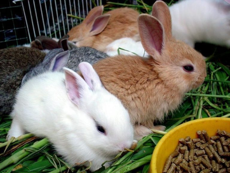 Quels fruits et légumes donner à son lapin ? catnisweb